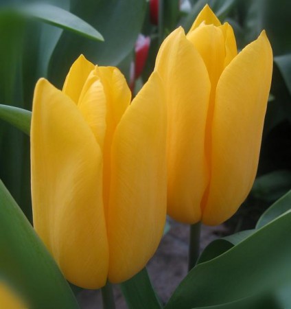 Strong Gold - Один из самых долгостоящих в срезанном виде, Бокал до 8 см. Хит продаж! Высота 45-60 см